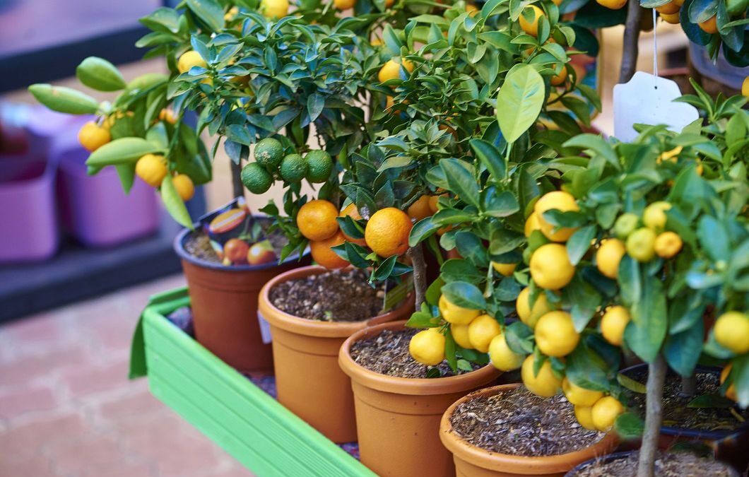 potted fruit trees